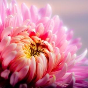 Meet your Posher, Hayyat